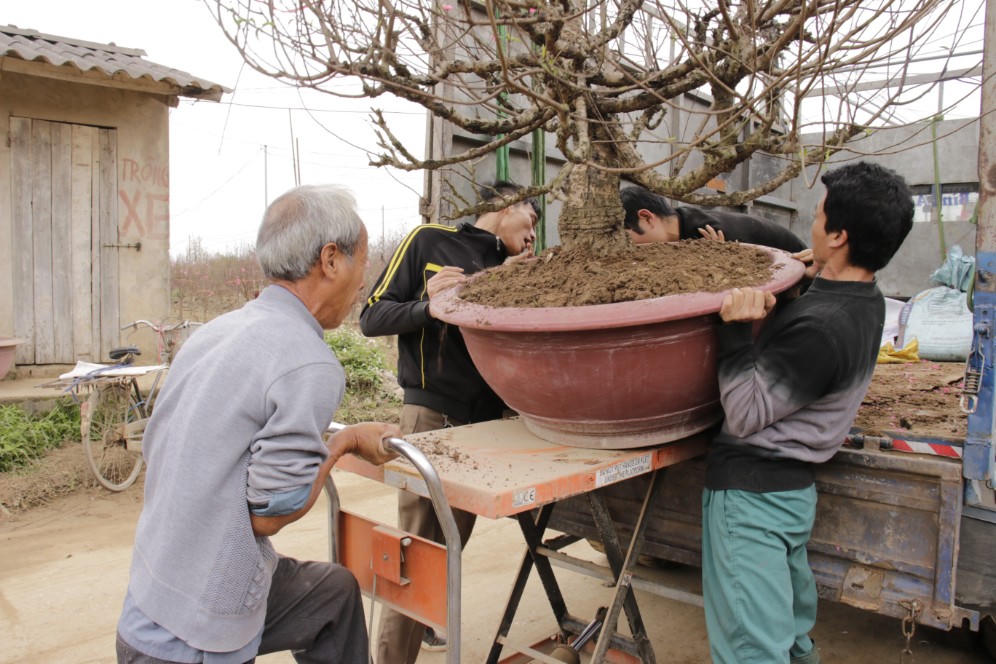 Đào được mùa, người dân Nhật Tân phấn khởi 